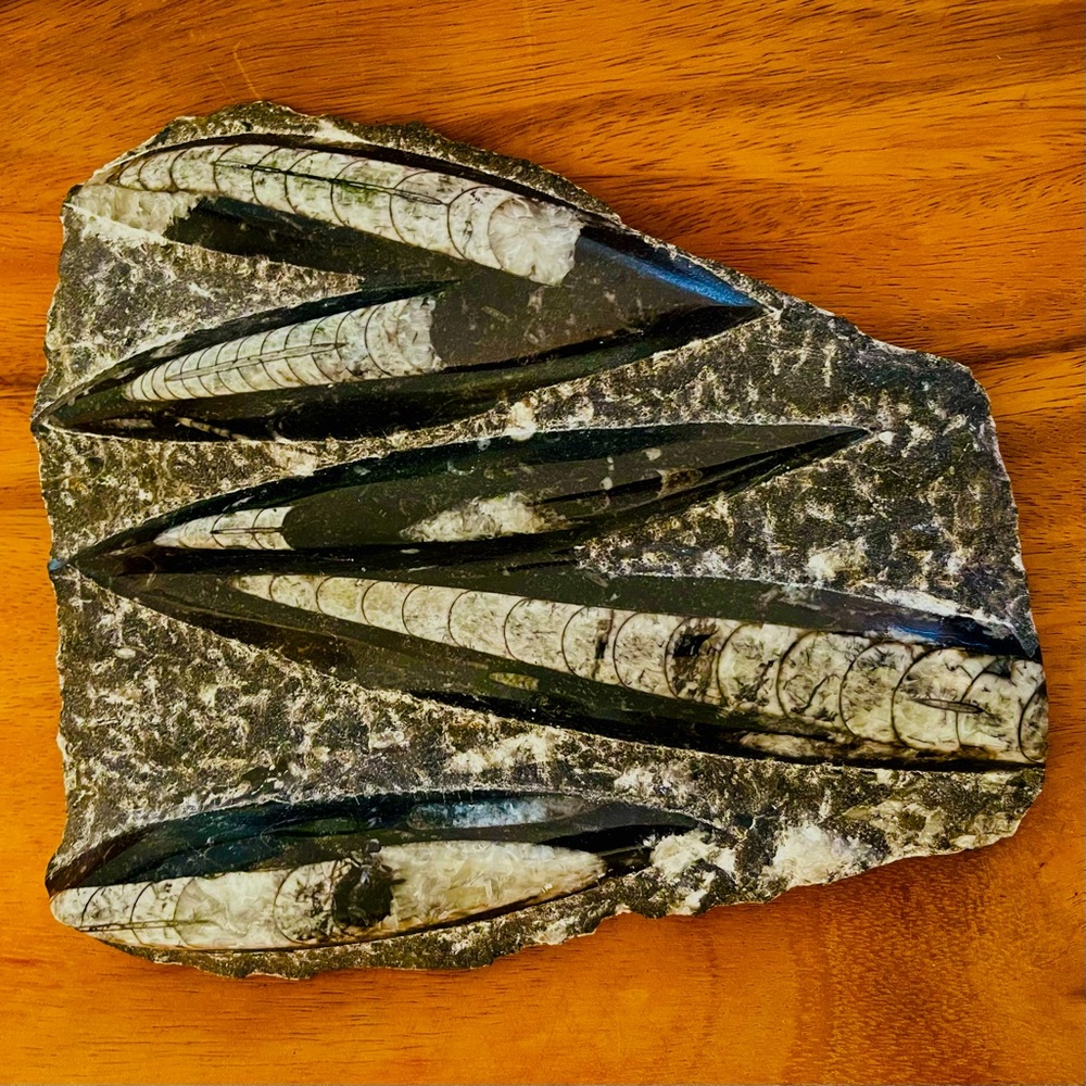 Fossil Orthoceras - large